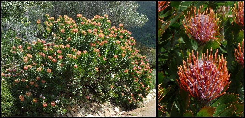 (37) Outeniqua Pincushion (Leucospermum glabrum).JPG